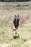 MALINOIS 361